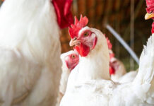 Boehringer avian influenza vaccines receive EU support