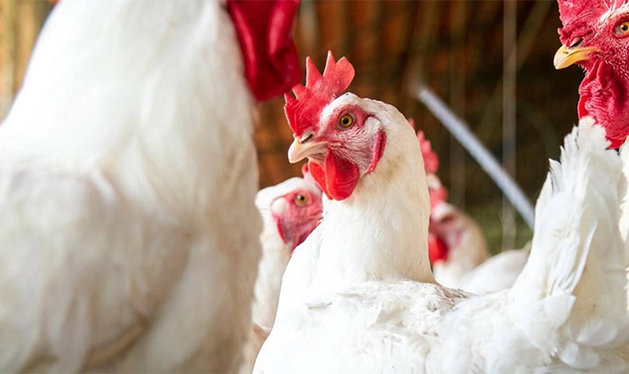 Boehringer avian influenza vaccines receive EU support