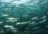 Breakthrough in fat regulation discovered in Atlantic salmon cells