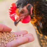 Brenntag invests in its animal nutrition production unit in Poland