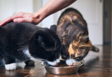 Brenntag to showcase pet food preservation solutions