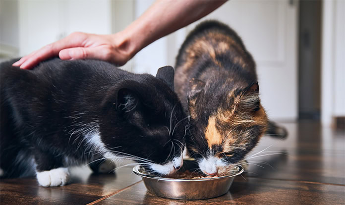 Brenntag to showcase pet food preservation solutions