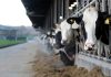 British dairy farm tests emission reduction with Bovaer
