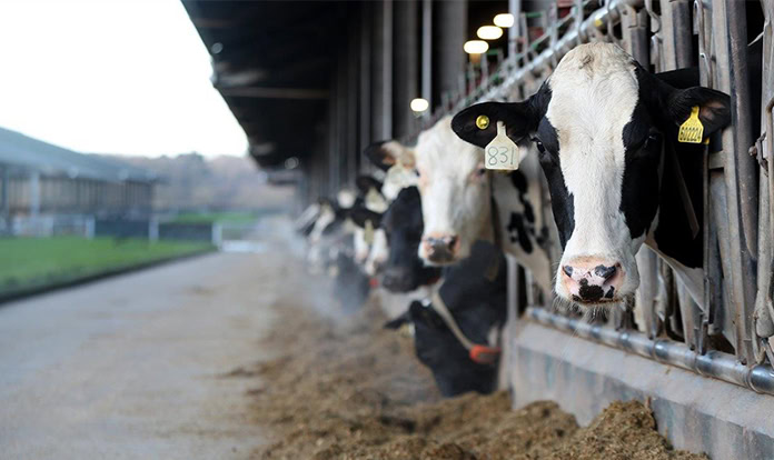 British dairy farm tests emission reduction with Bovaer