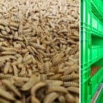 Bühler opens Insect Technology Center