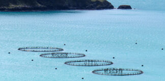 CATC introduces its new Tenacibaculosis Challenge Model