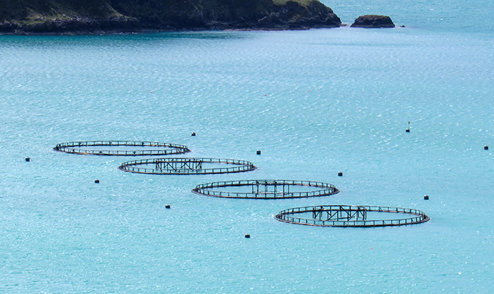 CATC introduces its new Tenacibaculosis Challenge Model