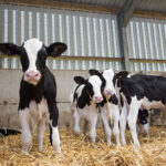 CBS Bio Platforms, EastGen launch new health tool for calves