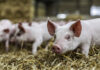 CBS Bio shares insights to reduce feed costs at World Pork Expo