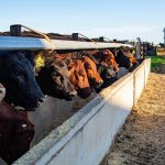 CH4 Global and CirPro join forces to export reduced-methane beef