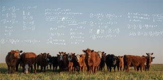 CH4 Global honoured for cutting cattle methane emissions