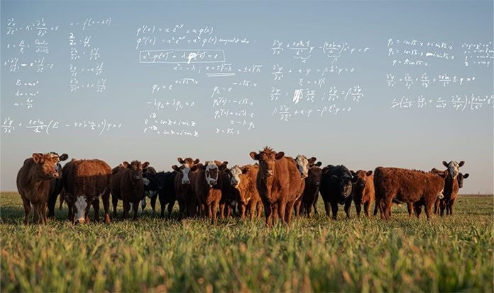 CH4 Global honoured for cutting cattle methane emissions