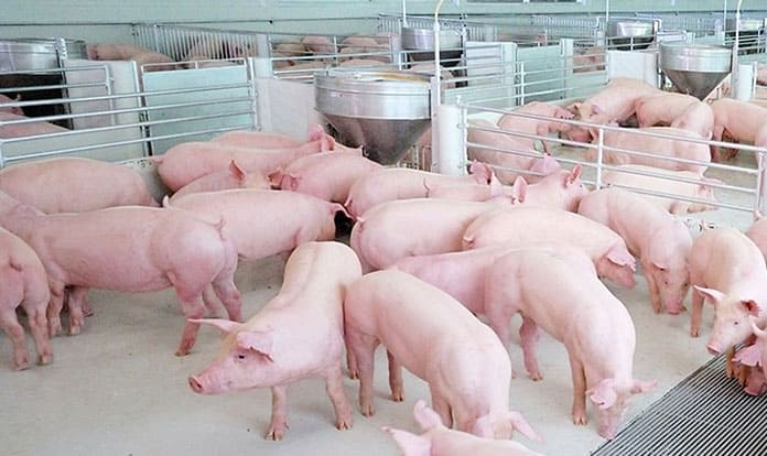 CP Foods humane farming model with animal welfare innovations