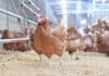 CP Foods to achieve 20 million cage-free eggs production