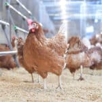 CP Foods to achieve 20 million cage-free eggs production
