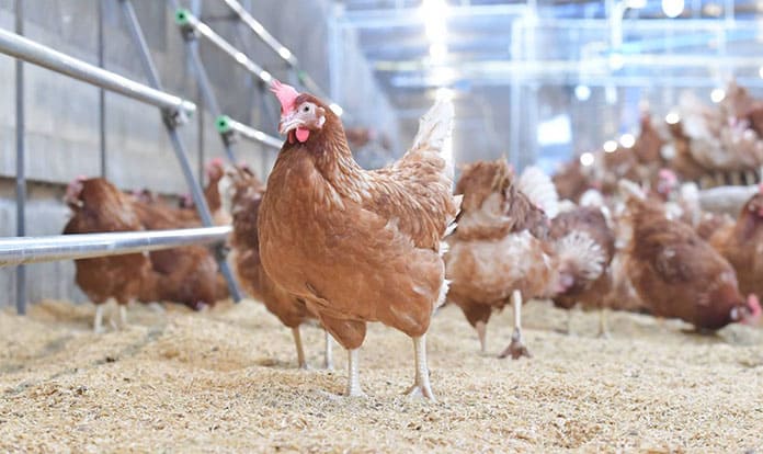 CP Foods to achieve 20 million cage-free eggs production