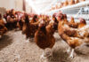 Cage-free egg production gains momentum in Indonesia