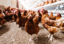 Cage-free egg production gains momentum in Indonesia