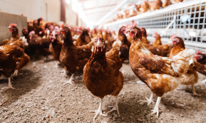 Cage-free egg production gains momentum in Indonesia