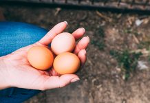 Cal-Maine Foods to invest $40 million to expand cage-free production capacity