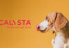 Calysta’s FeedKind Pet protein proven safe for dogs in long-term study