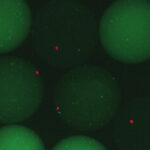 Cambrium, Ginkgo Bioworks combine their expertise for protein production