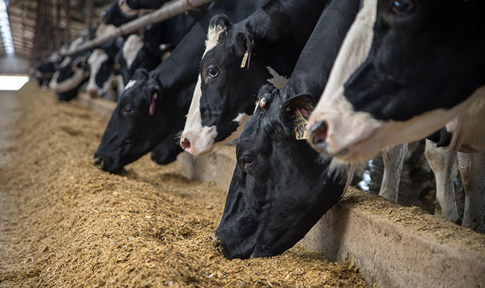 Carbon Trust validates GHG effects of Phibro feed additive