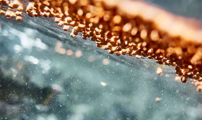 Cargill Canada and Mowi Feed sites secure ASC certification