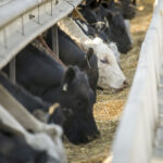 Cargill and partners announce methane emissions reduction methodology