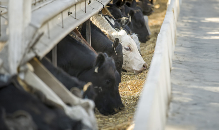 Cargill and partners announce methane emissions reduction methodology