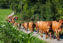 Cargill expands Australian beef market presence with Teys acquisition