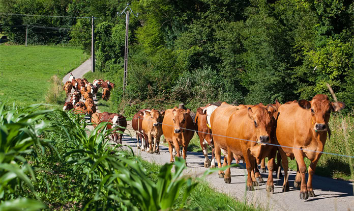 Cargill expands Australian beef market presence with Teys acquisition