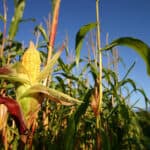 Cargill to advance regenerative agriculture practices