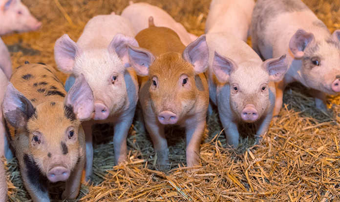 Cargill to showcase new Neopigg shield piglet starter feeds