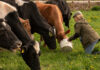 Carr’s Group and Vétalis partner for sustainable livestock supplements