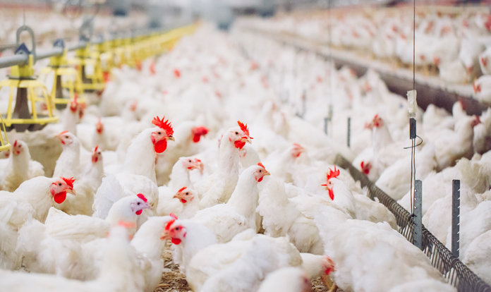 Cherkizovo Group acquires the largest poultry producer of Urals