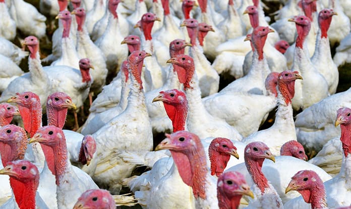 Cherkizovo Group poised to consolidate 100%  in Tambov Turkey