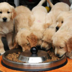 Chicken protein hydrolysates: An alternative for animal nutrition