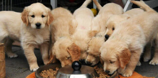 Chicken protein hydrolysates: An alternative for animal nutrition