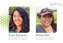 Chickens Eating Kalo Leaves? A Fowl-Tastic Superfood