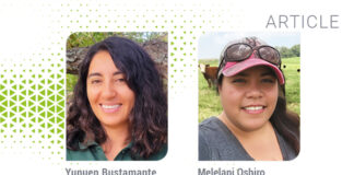 Chickens Eating Kalo Leaves? A Fowl-Tastic Superfood