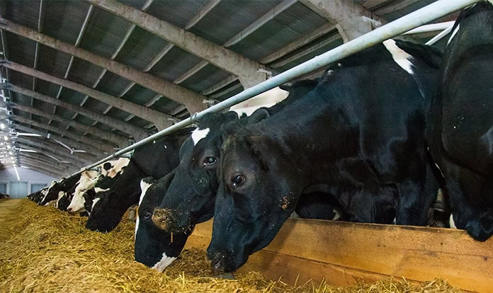 China approves Corbion’s omega-3 solutions for animal nutrition