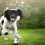 Chr. Hansen launches probiotics for the pet segment