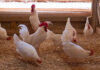 Clemson University unveils antibiotic-free way to raise chickens