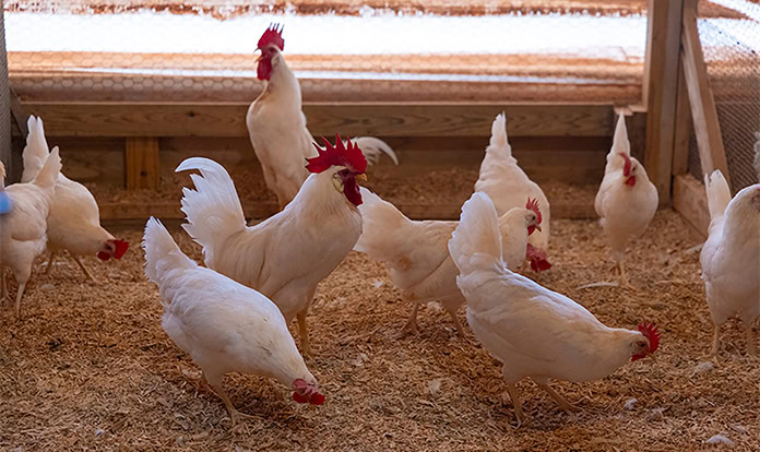 Clemson University unveils antibiotic-free way to raise chickens
