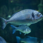 Compassion in World Farming welcomes first fish certification welfare standards