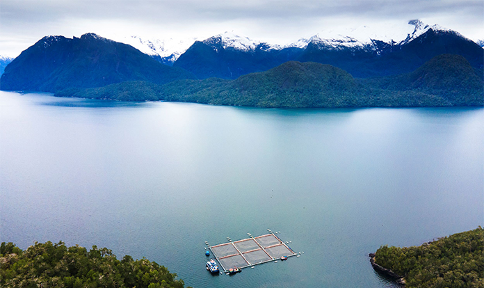 Cooke harvests first organic salmon in Chile
