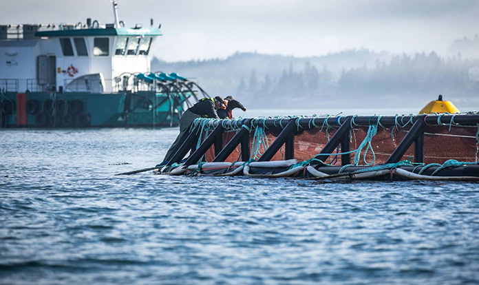 Cooke wins Canada's Best Managed Companies award for 20 years