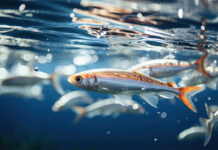 Corel–Aqua Consortium alliance advances aquaculture health solutions