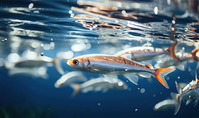 Corel–Aqua Consortium alliance advances aquaculture health solutions